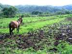 Pisafuego in the field