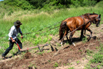 Don Cruz plowing