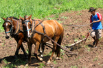 Don Cecilio plowing