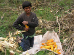 Corn harvest